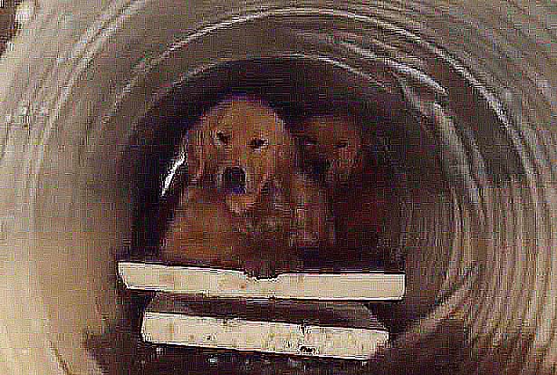 somebody flushed a dog down the toilet and now there's millions of them in the sewers.